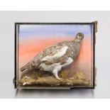 A LATE 19TH CENTURY TAXIDERMY PTARMIGAN Mounted in a naturalistic scene in a later case, shot by W.