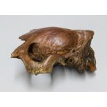 AN ICE AGE PARTIAL CAVE BEAR SKULL. (h 12cm x w 23cm x d 21cm)