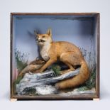 JAMES HUTCHINGS, A LATE 19TH CENTURY TAXIDERMY FOX WITH PARTRIDGE PREY Mounted in a glazed case with