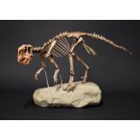A PSITTACOSAURUS SKELETON Also know as the Parrot-Beaked Dinosaur, from the early Cretaceous