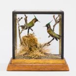A 19TH CENTURY PAIR OF TAXIDERMY HUMMINGBIRDS Mounted with a naturalistic scene in a later case. (