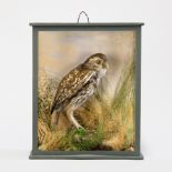 A LATE 19TH CENTURY TAXIDERMY LITTLE OWL IN A GLAZED CASE Mounted in a naturalistic setting. (h 33cm