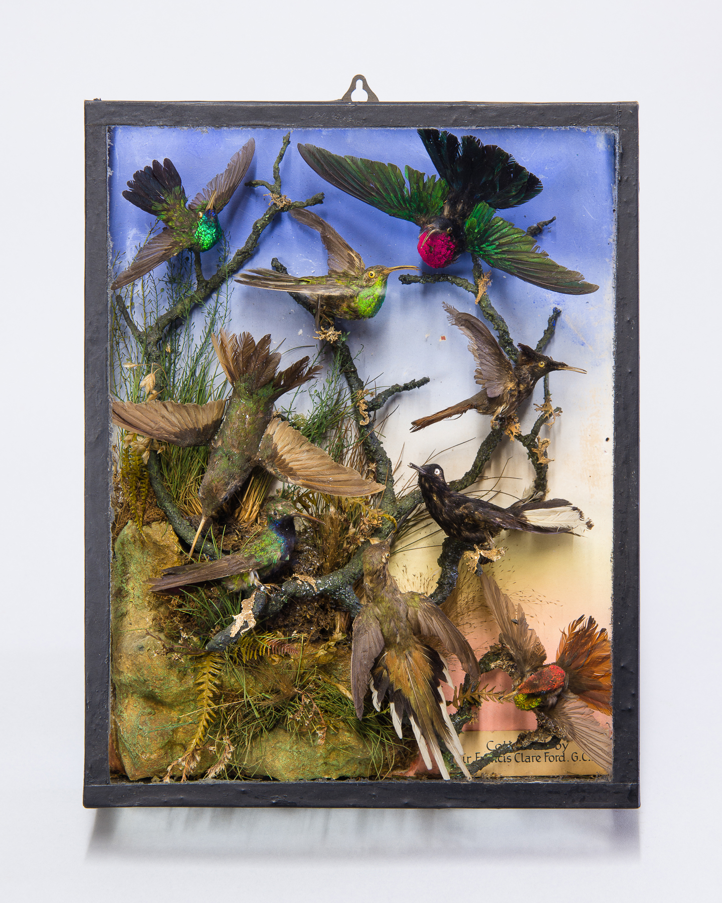 A 19TH CENTURY DISPLAY OF TAXIDERMY HUMMINGBIRDS Cased in a naturalistic scene. With inscription ‘