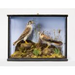 AN EARLY 20TH CENTURY TAXIDERMY PAIR OF AMERICAN KESTRALS Mounted in a glazed case with a
