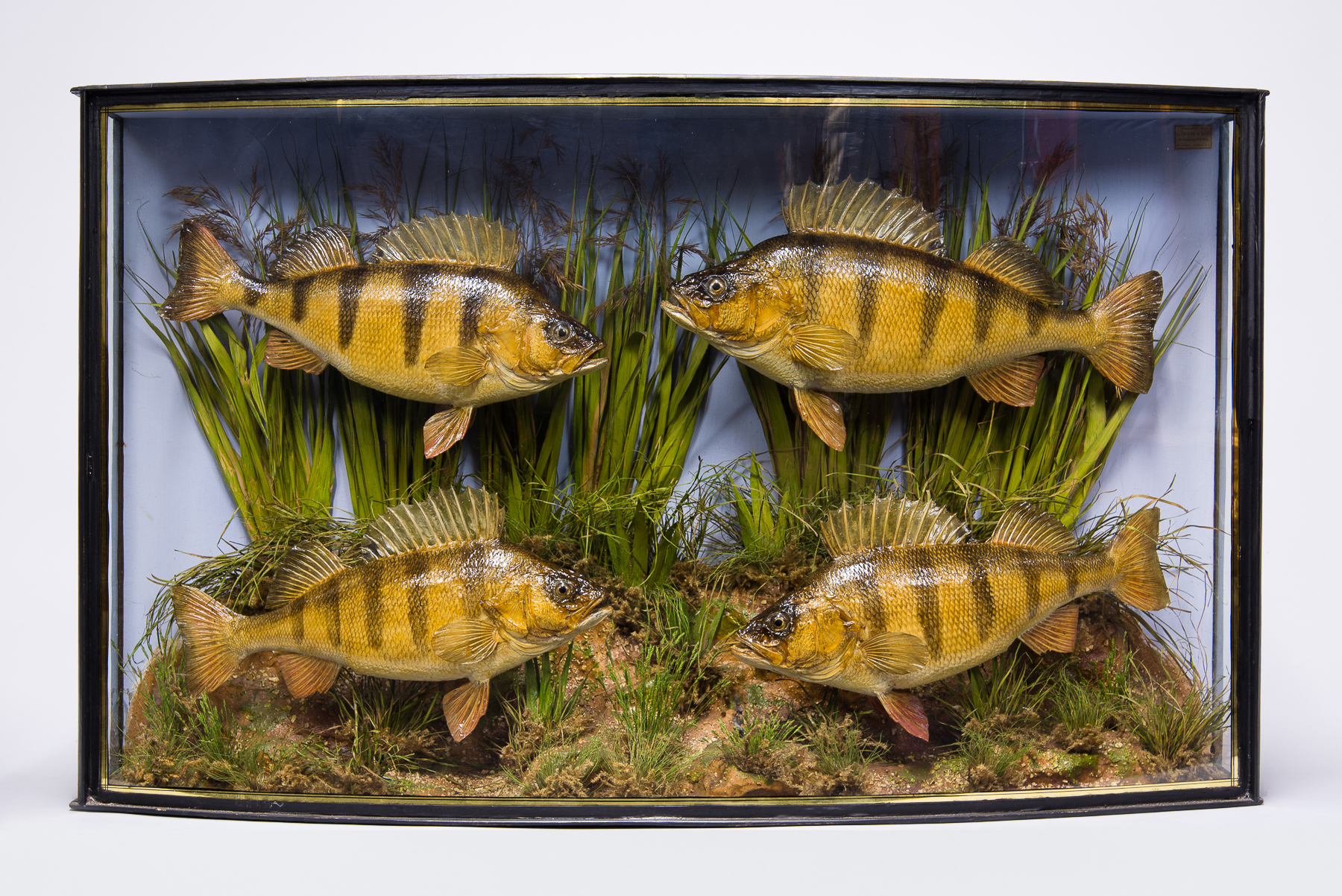 JOHN COOPER & SONS, AN EARLY 20TH CENTURY TAXIDERMY CASED QUAD OF PERCH Mounted in a naturalistic