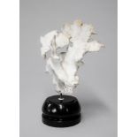 A LARGE CORAL MOUNTED UPON AN EBONISED PLINTH. (h 28cm x w 26cm x d 23cm)