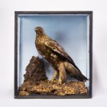A LATE 19TH CENTURY TAXIDERMY CASED GOLDEN EAGLE Re-cased from a Victorian case. (h 80cm x w 71cm