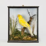 A 19TH CENTURY TAXIDERMY CASED CANARY Mounted in a naturalistic setting. (h 22cm x w 19cm x d 10.