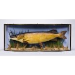 JOHN COOPER & SONS, A LATE 19TH CENTURY TAXIDERMY PIKE IN BOW FRONT CASE. Mounted in a