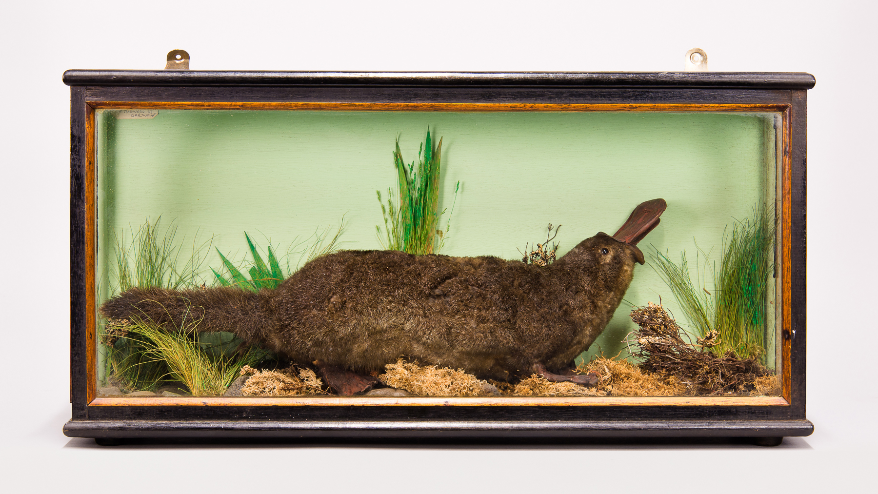 A LATE 19TH/EARLY 20TH CENTURY TAXIDERMY PLATYPUS MOUNTED IN A GLAZED CASE WITH A NATURALISTIC