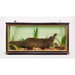 A LATE 19TH/EARLY 20TH CENTURY TAXIDERMY PLATYPUS MOUNTED IN A GLAZED CASE WITH A NATURALISTIC