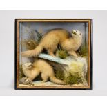 JAMES HUTCHINGS, A LATE 19TH CENTURY TAXIDERMY PAIR OF POLECATS Mounted in a glazed case with a