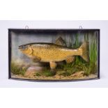 JOHN COOPER & SONS, AN EARLY 20TH CENTURY TAXIDERMY CHUB IN BOW FRONT CASE Mounted during WWI,