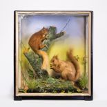 JAMES HUTCHINGS, A LATE 19TH CENTURY TAXIDERMY PAIR OF RED SQUIRRELS Mounted in a glazed case with a