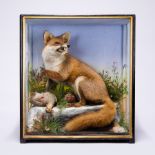 JAMES HUTCHINGS, A LATE 19TH CENTURY TAXIDERMY FOX WITH PARTRIDGE PREY Mounted in a glazed case with