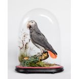 AN EARLY 20TH CENTURY TAXIDERMY AFRICAN GREY PARROT Mounted beneath glass dome on naturalistic