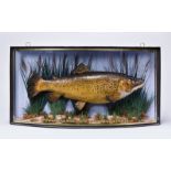 A LATE 19TH CENTURY TAXIDERMY TROUT IN BOW FRONT CASE Mounted in a naturalistic scene, probably by