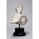 A LARGE PREHISTORIC FOSSILED WHALE VERTEBRAE Mounted on a Victorian ebonised plinth. (h 58cm x w