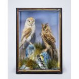 JAMES HUTCHINGS, A LATE 19TH CENTURY TAXIDERMY BARN OWL AND LONG EARED OWL Mounted in a glazed