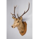 AN EARLY 20TH CENTURY TAXIDERMY STAG HEAD Mounted on oak shield, C1903. (h 110cm x w 70cm x d 60cm)