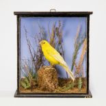 A 19TH CENTURY TAXIDERMY CASED CANARY Mounted in a naturalistic setting. (h 23.5cm x w 21cm x d 9.