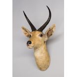 ROWLAND WARD, A LATE 19TH CENTURY TAXIDERMY REEDBUCK MOUNTED HEAD With paper trade label to reverse.