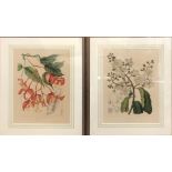 A PAIR OF COLOURED BOTANICAL CHROMOLITHOGRAPHS Bearing Art Collection details verso. (56cm x 70cm)