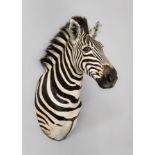 A 20TH CENTURY TAXIDERMY BURCHELL'S ZEBRA SHOULDER MOUNT. (h 100cm x w 42cm x d 77cm)