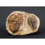 A TRILOBITE FOSSIL PLAQUE CONTAINING TWO TRILOBITES. Morocco, Anti-Atlas Mountains, Cambrian period,