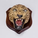 VAN INGEN MYSORE, AN EARLY 20TH CENTURY TAXIDERMY MOUNTED LEOPARD Originally from a skin rug, the