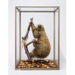 ROWLAND WARD, A RARE EARLY 20TH CENTURY TAXIDERMY TWO TOED SLOTH Mounted in a glazed case with a