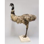 A 21ST CENTURY TAXIDERMY EMU MOUNTED UPON A PLINTH. (h 156cm x w 125cm x d 80cm)