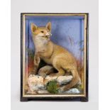 JAMES HUTCHINGS, A LATE 19TH CENTURY TAXIDERMY FOX CUB WITH PREY Mounted in a glazed case with a
