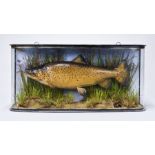 JOHN COOPER & SONS, A LATE 19TH CENTURY TAXIDERMY CASED TROUT. Mounted in a naturalistic scene,