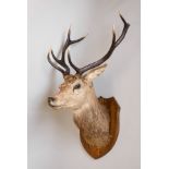AN EARLY 20TH CENTURY TAXIDERMY RED DEER STAG HEAD WITH 8 POINT ANTLERS Shield mounted and stamped