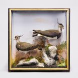 JAMES HUTCHINGS, A LATE 19TH CENTURY TAXIDERMY PAIR OF LAPWINGS Mounted in a glazed case with a