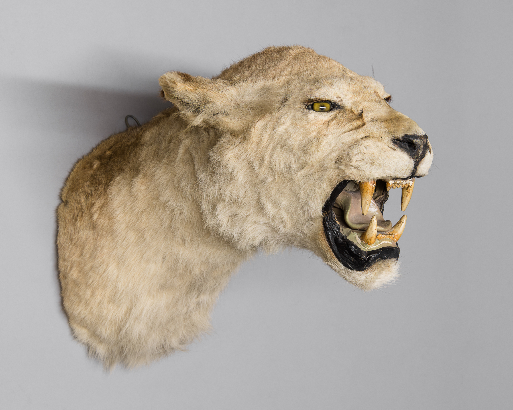 A 20TH CENTURY TAXIDERMY SNARLING LIONESS HEAD. (h 47cm x w 36cm x d 62cm)