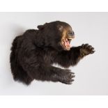A 20TH CENTURY TAXIDERMY HALF MOUNT BLACK BEAR Stunning example in an aggressive pose, with copy