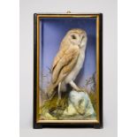 JAMES HUTCHINGS, A LATE 19TH CENTURY TAXIDERMY BARN OWL Mounted in a glazed case with a naturalistic