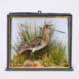 A LATE 19TH CENTURY TAXIDERMY SNIPE IN A GLAZED CASE Mounted in a naturalistic setting with