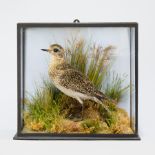A LATE 19TH CENTURY TAXIDERMY GOLDEN PLOVER IN A GLAZED CASE. Mounted in a naturalistic setting with
