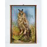 WILLIAM HOPE, A LATE 19TH CENTURY TAXIDERMY LONG-EARED OWL Mounted in a glazed case with a