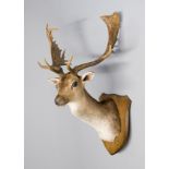 A 20TH CENTURY TAXIDERMY FALLOW DEER STAG HEAD ON WOODEN SHIELD Paper trade label to reserve