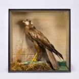 W. HART & SON, A LATE 19TH/EARLY 20TH CENTURY TAXIDERMY WESTERN MARSH HARRIER Mounted in a glazed