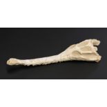 A DYROSAURUS PHOSPHATOSAURUS CROCODILE UPPER SKULL Original fossil skull pieced together by an