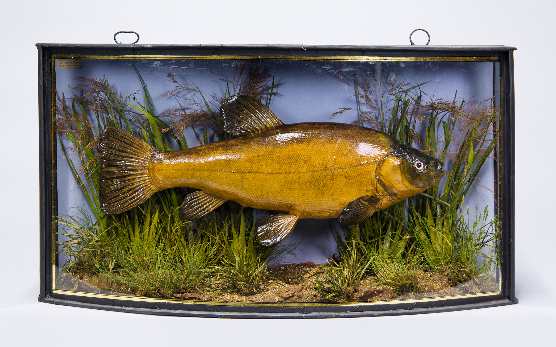 JOHN COOPER & SONS, A LATE 19TH/EARLY 20TH CENTURY TAXIDERMY CASED TENCH IN BOW FRONT CASE.