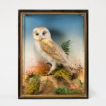 A LATE 19TH CENTURY TAXIDERMY BARN OWL Mounted in a glazed case with a naturalistic setting. (h 46cm