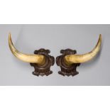 A PAIR OF WALL HANGING COW HORNS Mounted on carved cartouche panels.