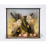 A LATE 19TH CENTURY TAXIDERMY PAIR OF BARN OWLS, PROBABLY BY TE GUNN Mounted in a glazed case with a