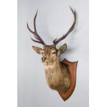 PETER SPICER & SONS, AN EARLY 20TH CENTURY TAXIDERMY STAG HEAD Mounted on oak shield with ‘Peter